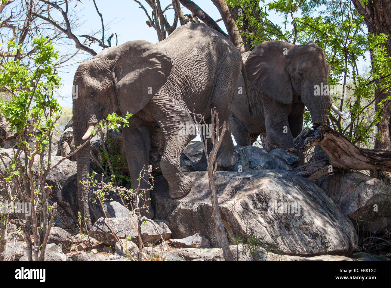 Grimper sur les rochers, les éléphants du parc national de Ruaha en Tanzanie Banque D'Images