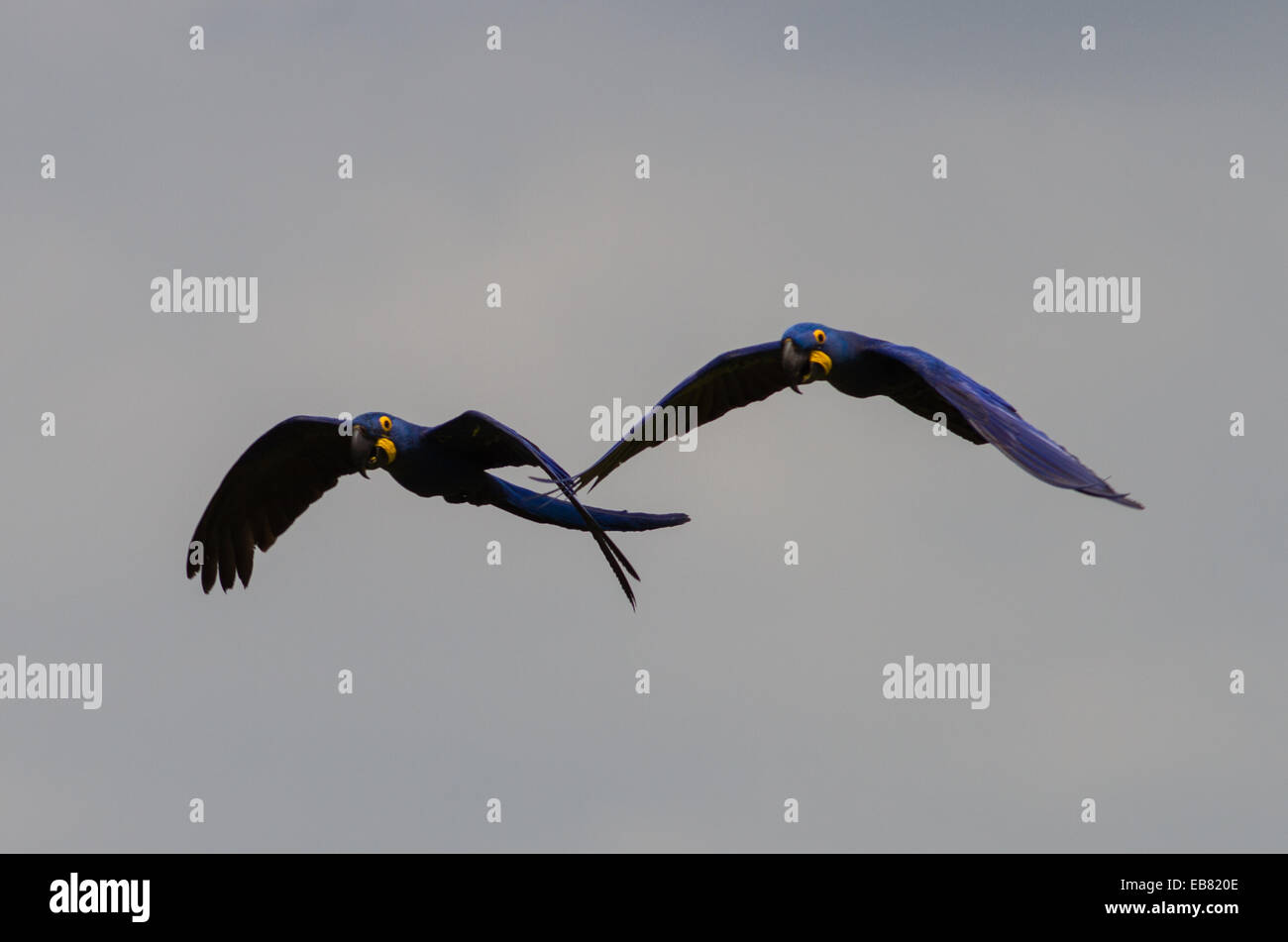 Anodorhynchus hyacinthinus Hyacinth Macaw () survolant Pantanal, Mato Grosso do Sul, Brésil Banque D'Images