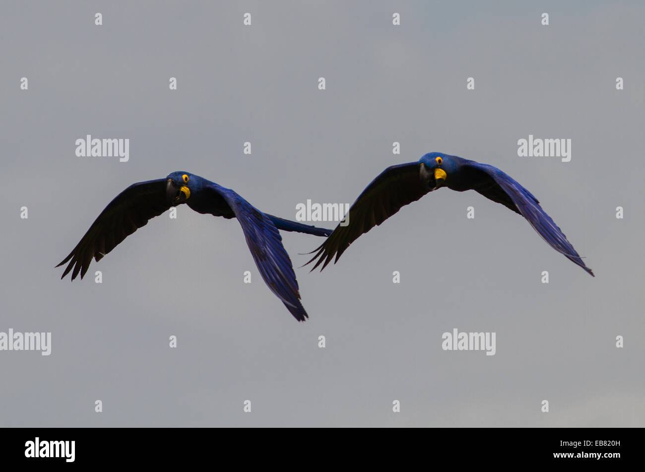 Anodorhynchus hyacinthinus Hyacinth Macaw () survolant Pantanal, Mato Grosso do Sul, Brésil Banque D'Images