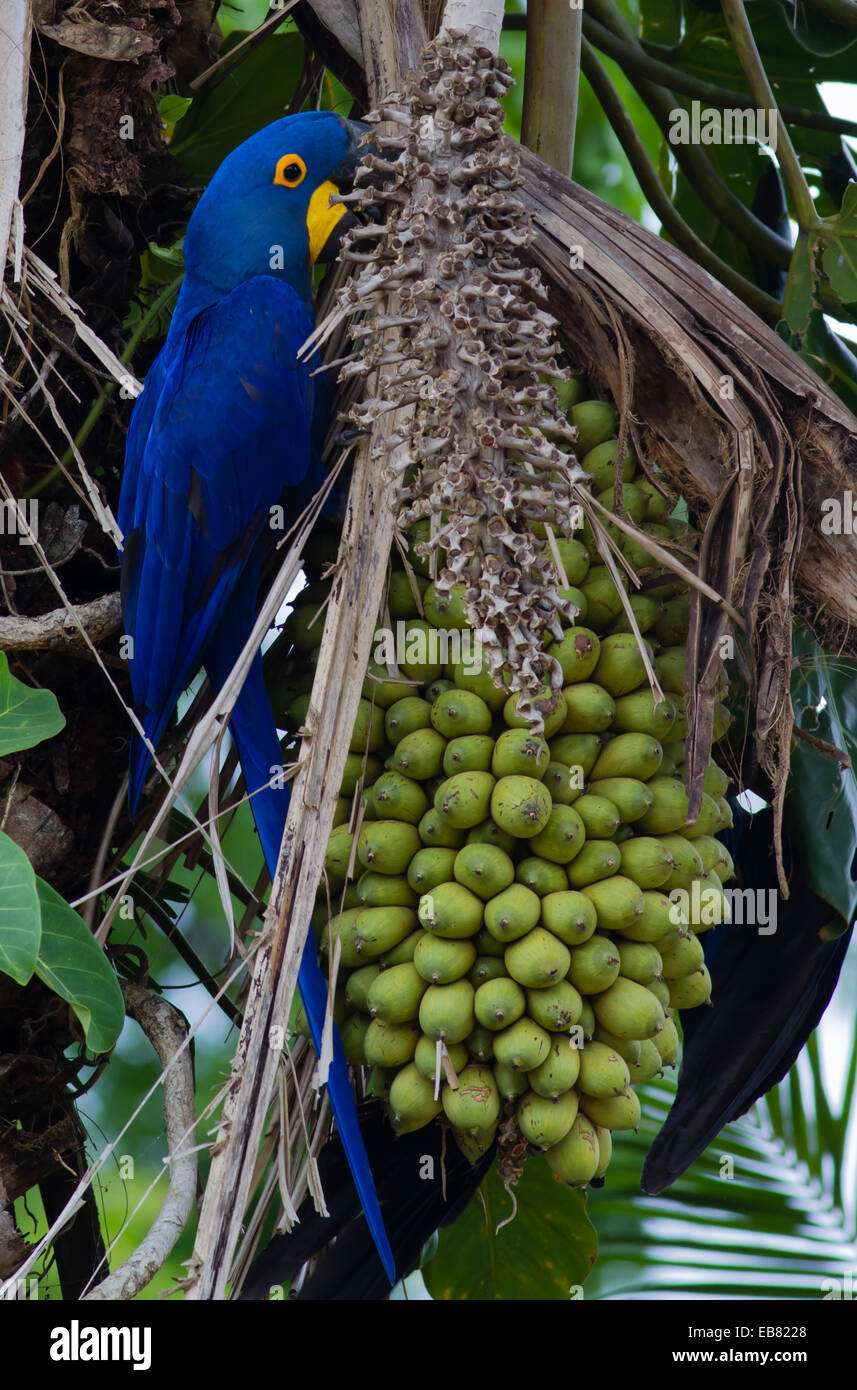 Anodorhynchus hyacinthinus Hyacinth Macaw (alimentation) sur les noix de palme, Pantanal, Mato Grosso, Brésil Banque D'Images