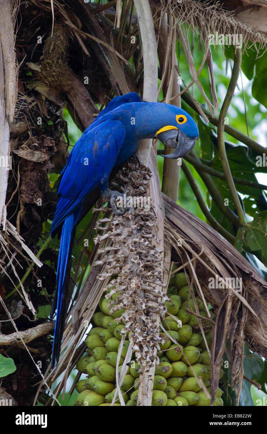 Anodorhynchus hyacinthinus Hyacinth Macaw (alimentation) sur les noix de palme, Pantanal, Mato Grosso, Brésil Banque D'Images