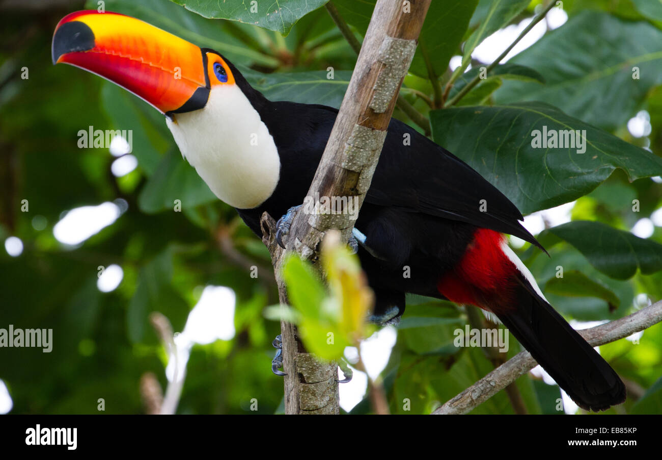 Toucan Toco (Ramphastos toco) aka Toucan commun Banque D'Images
