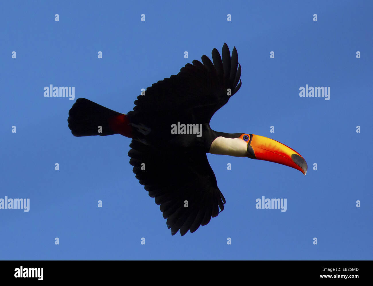 Toucan Toco (Ramphastos toco) aka Toucan commun Banque D'Images