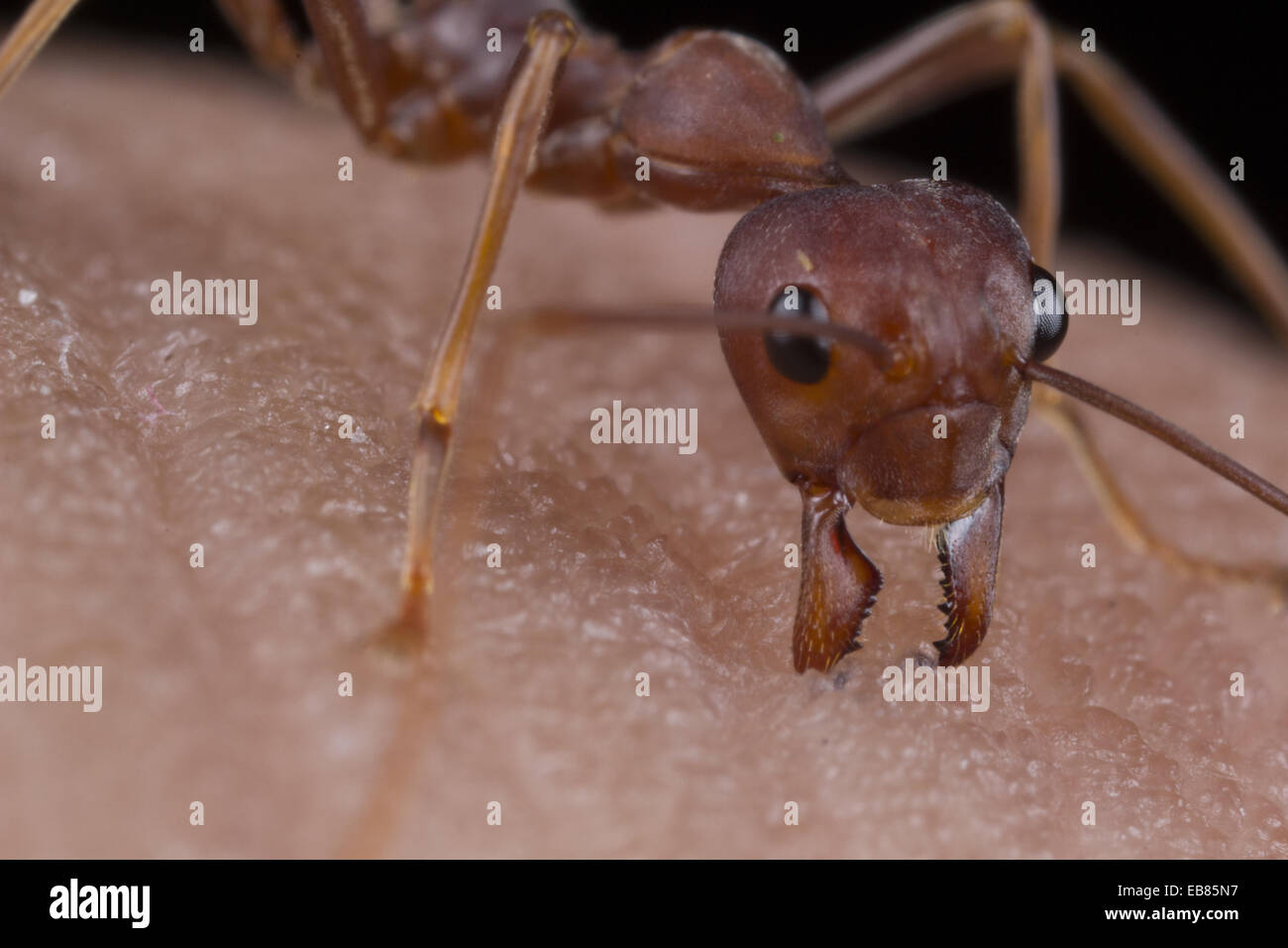 Piqures De Fourmis Banque D Image Et Photos Alamy
