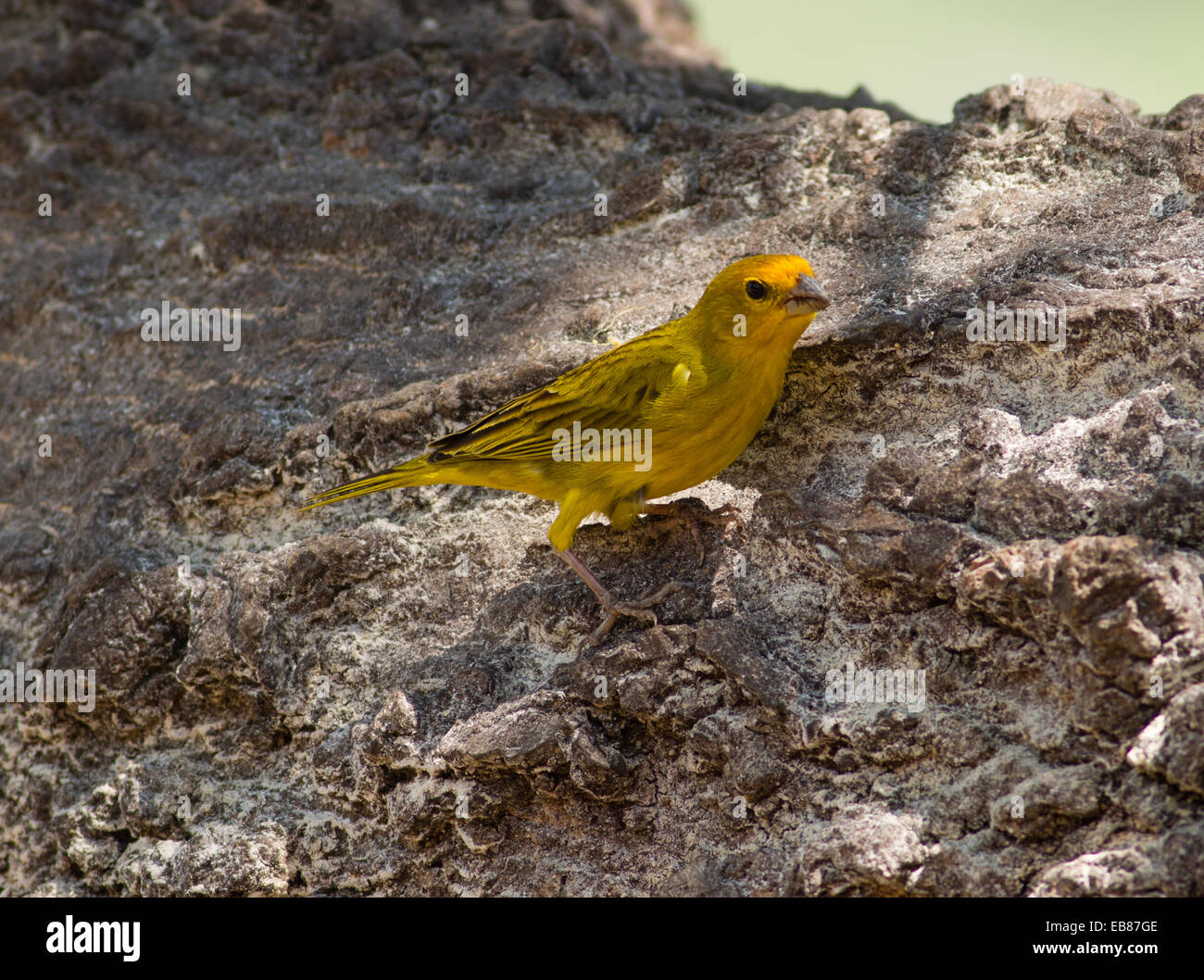 Sicalis flaveola finch (safran) Banque D'Images