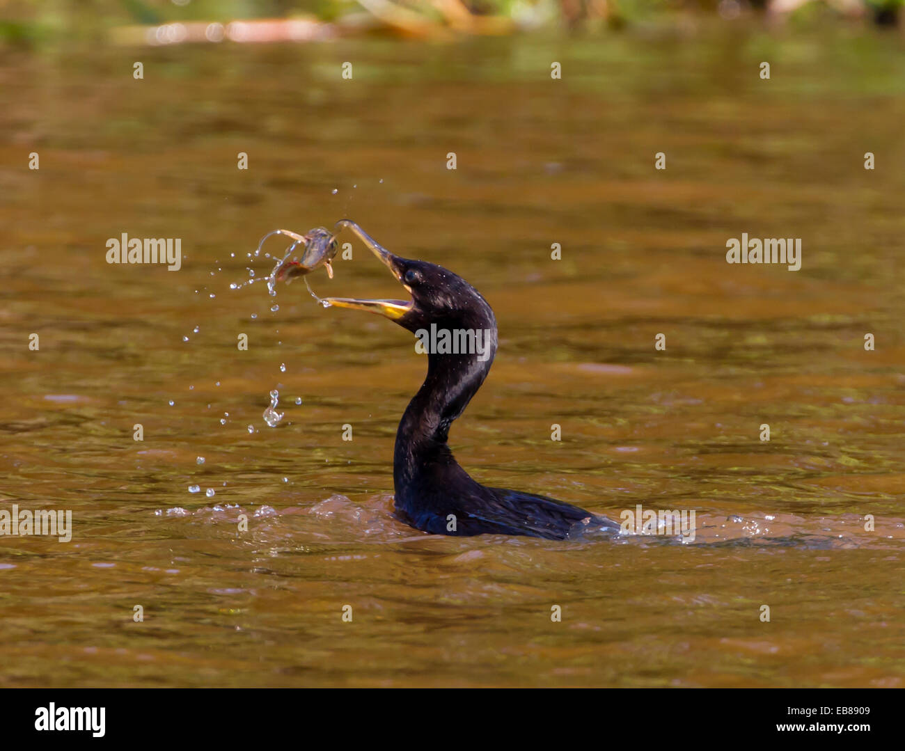 Cormoran ou Olivaceous cormorant (Phalacrocorax brasilianus) avec des poissons en bec Banque D'Images