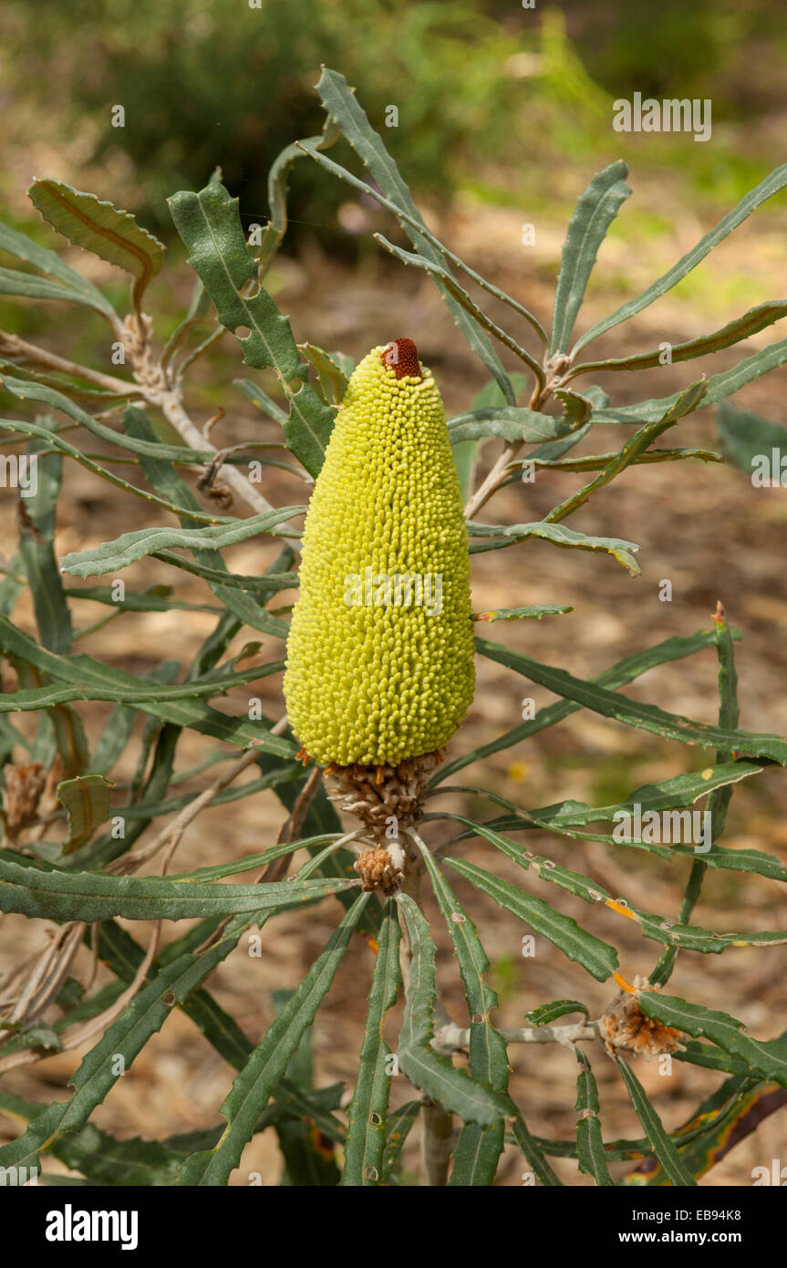 Banksia attenuata, Banksia Chandelier à Kings Park, Perth, WA, Australie Banque D'Images