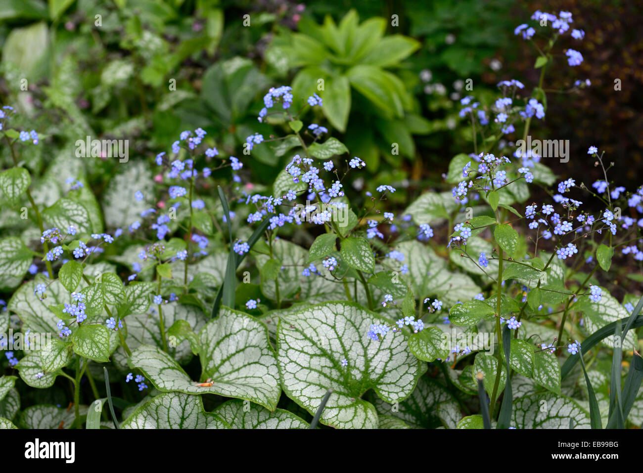 Brunnera macrophylla Jack Frost Siberian Myosotis macrophylla syn Vipérine commune feuilles feuillage panaché fleurs bleu Floral RM Banque D'Images