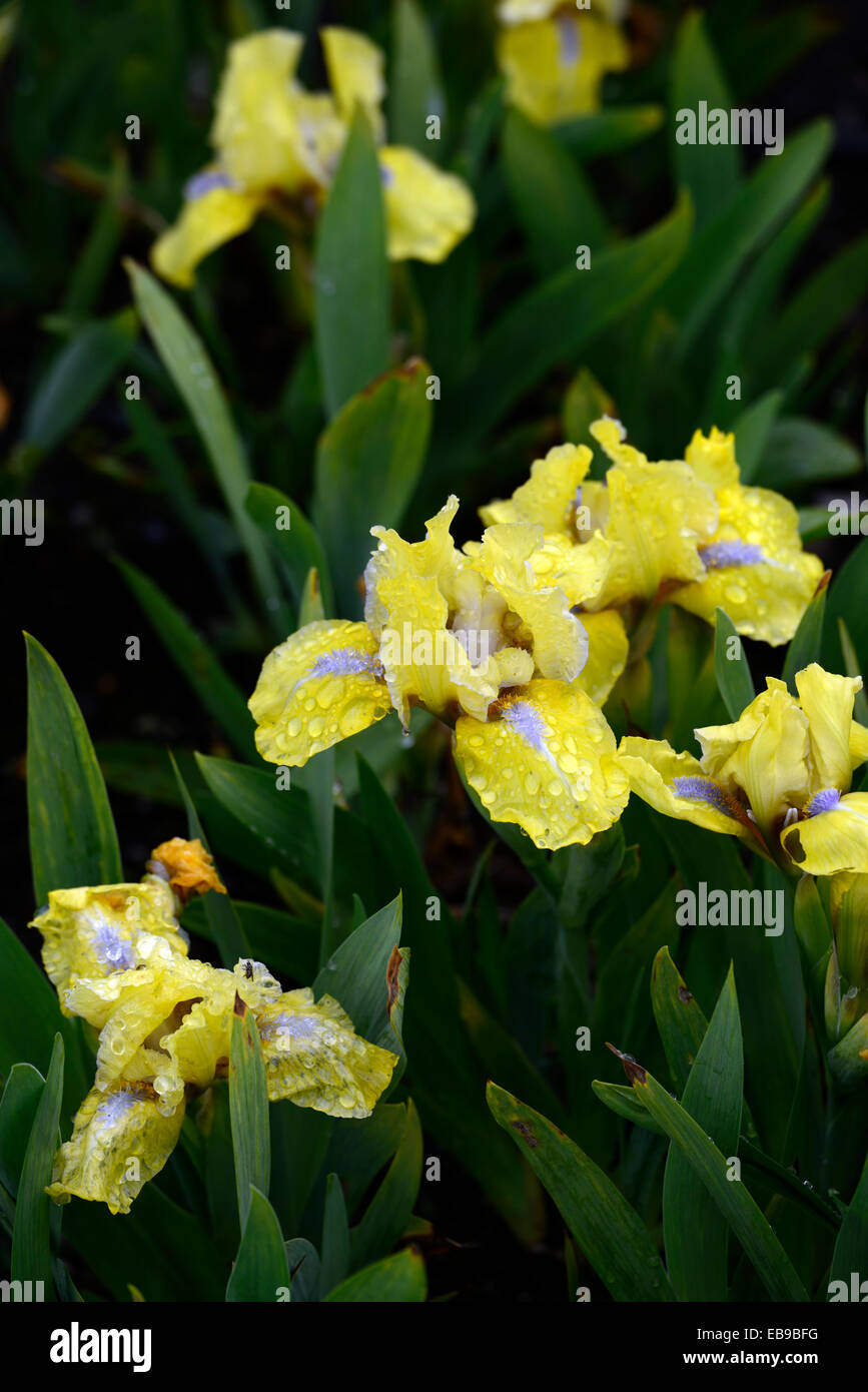 Iris barbata stockholm nana fleur jaune fleurs printemps la floraison des iris iris nain Floral RM Banque D'Images