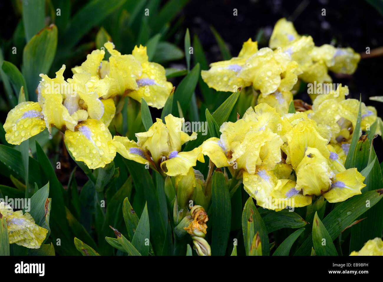 Iris barbata stockholm nana fleur jaune fleurs printemps la floraison des iris iris nain Floral RM Banque D'Images