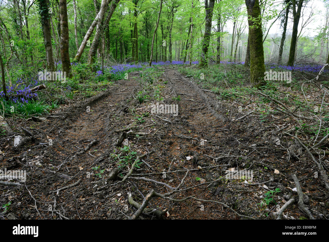 Coillte compensation forestiers jacinthes des bois bois bluebell jenkinstown détruire destruction kilkenny RM agrément printemps Floral Banque D'Images