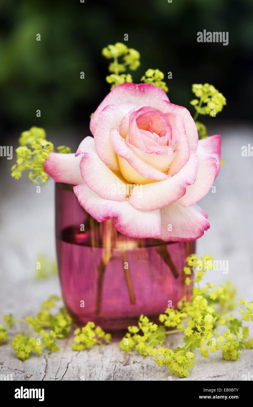 Seule Coupe Fleur Rose Dans Un Vase De Verre Variété Handel