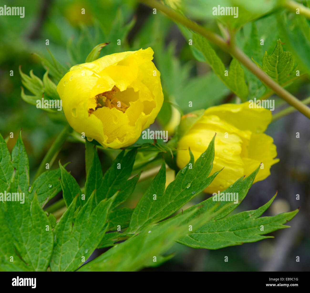Paeonia Delavayi Pivoines Pivoines Fleurs Jaune Ludlowii
