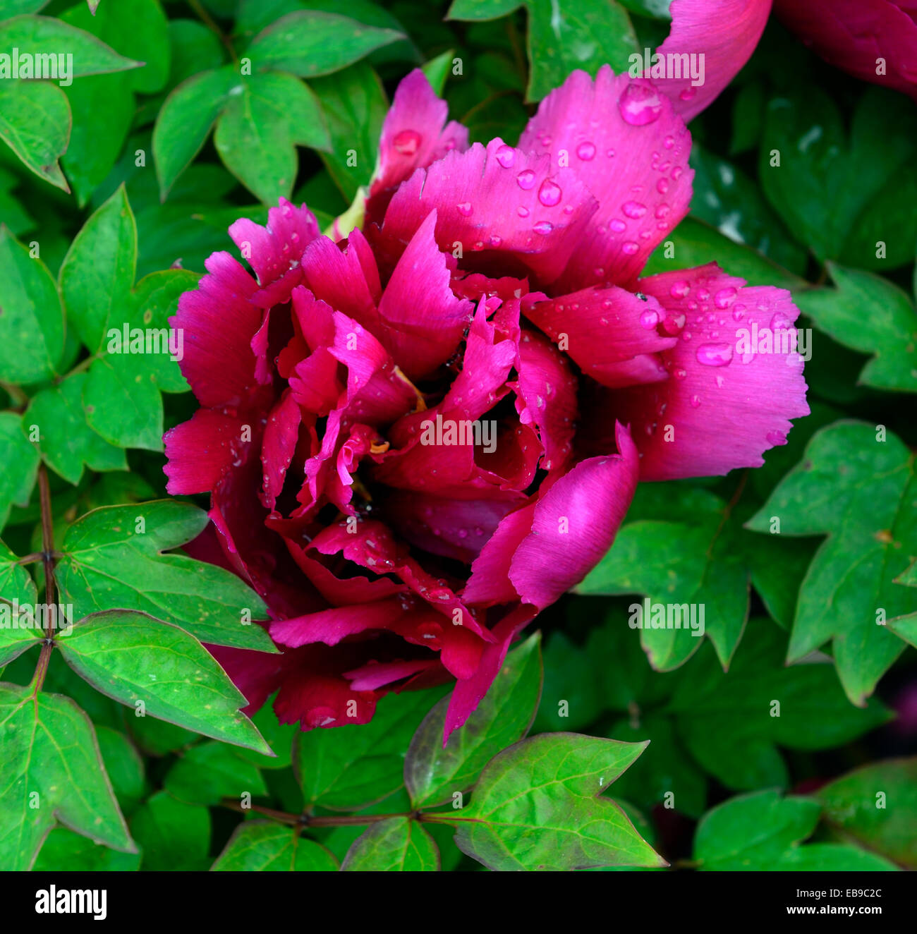 Paeonia rockii zi hai bo yin fleurs pivoines rouge pivoine arbustive parfumée fleur d'été fleur fleurs floral RM en fleurs Banque D'Images