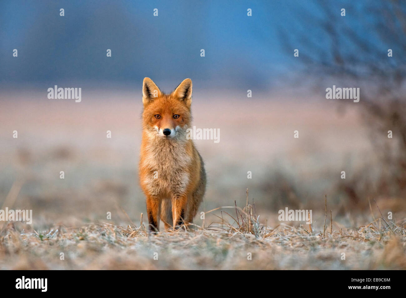 Red Fox sur un matin freezy Banque D'Images