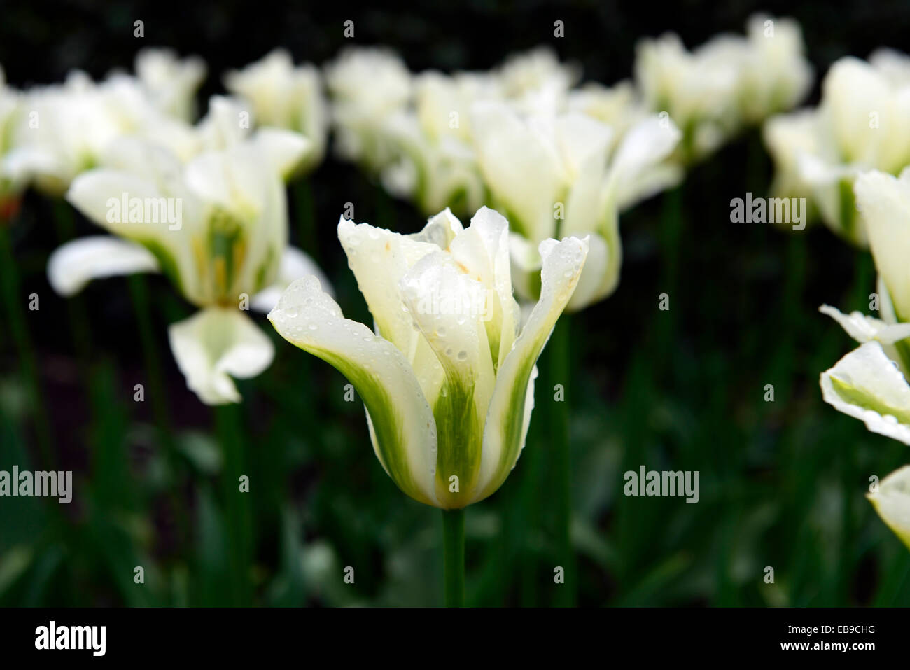 Tulipa viridiflora tulipe groupe vert printemps Division AGA 8 blanc vert fleurs printemps floraison ampoule ampoules florales RM Banque D'Images