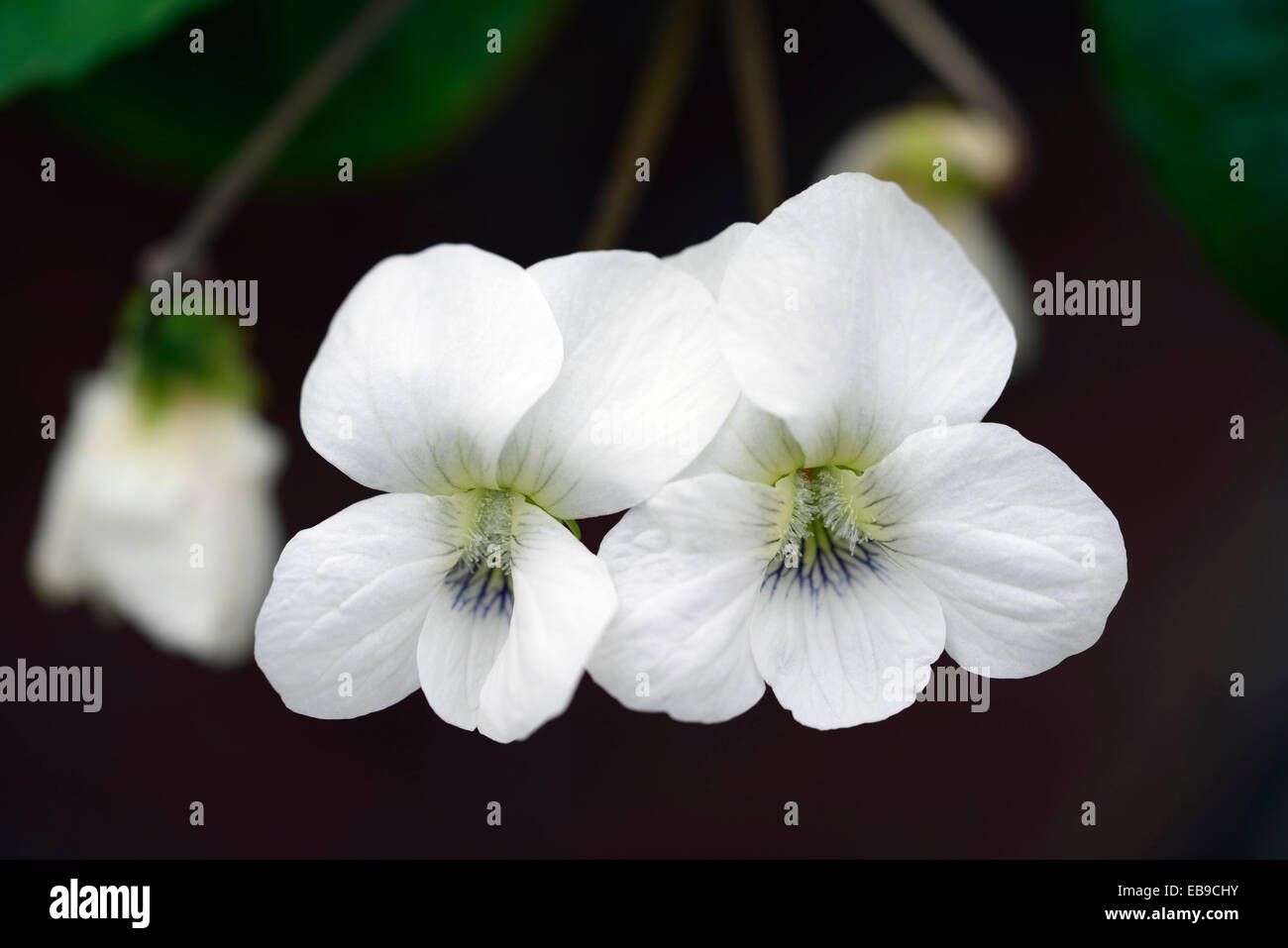 Viola sororia albiflora violet blanc gros plan fleurs pétales de fleurs plantes vivaces portraits fleurs floral RM Banque D'Images