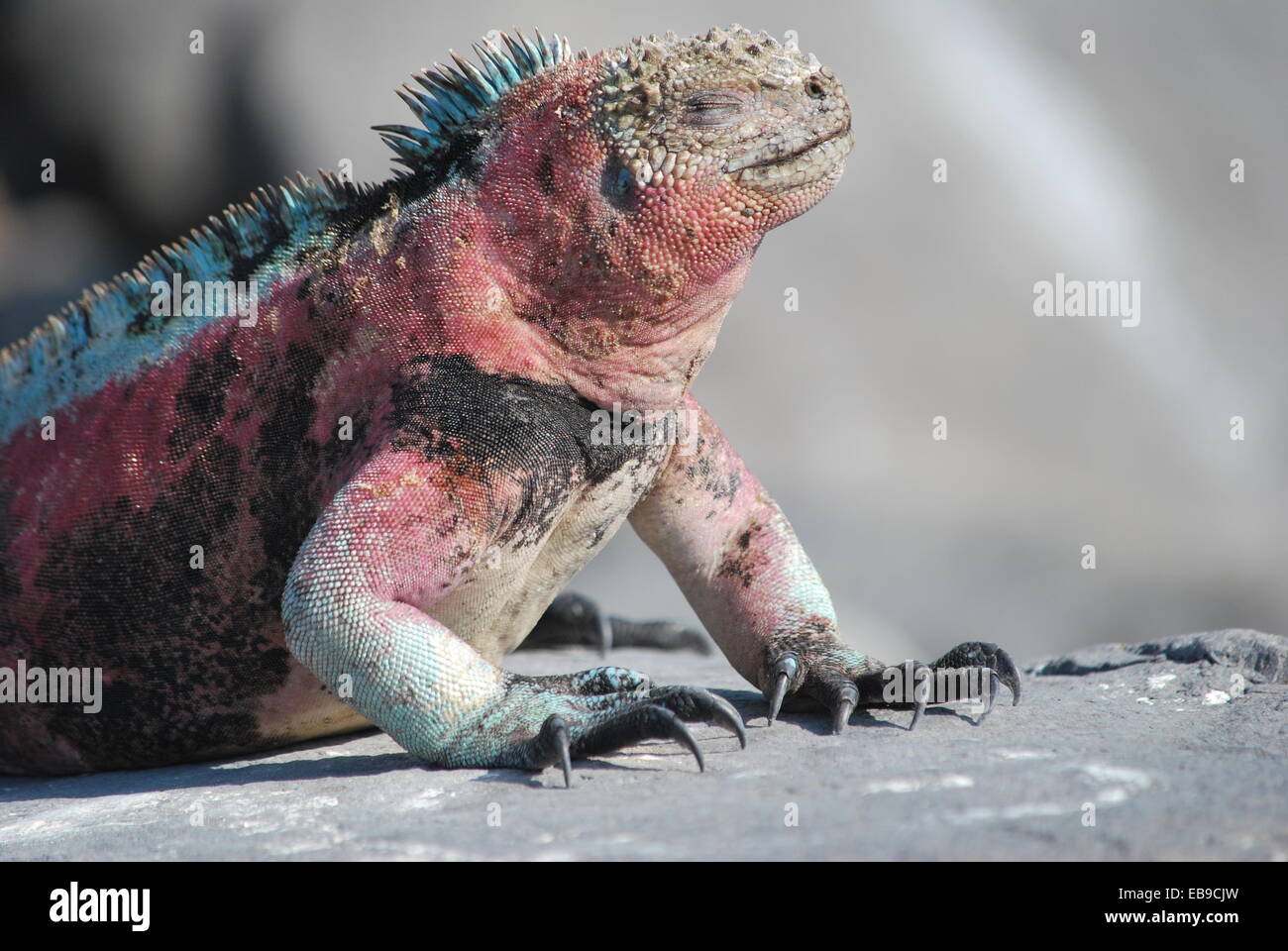 Iguane marin dans les îles Galápagos Banque D'Images