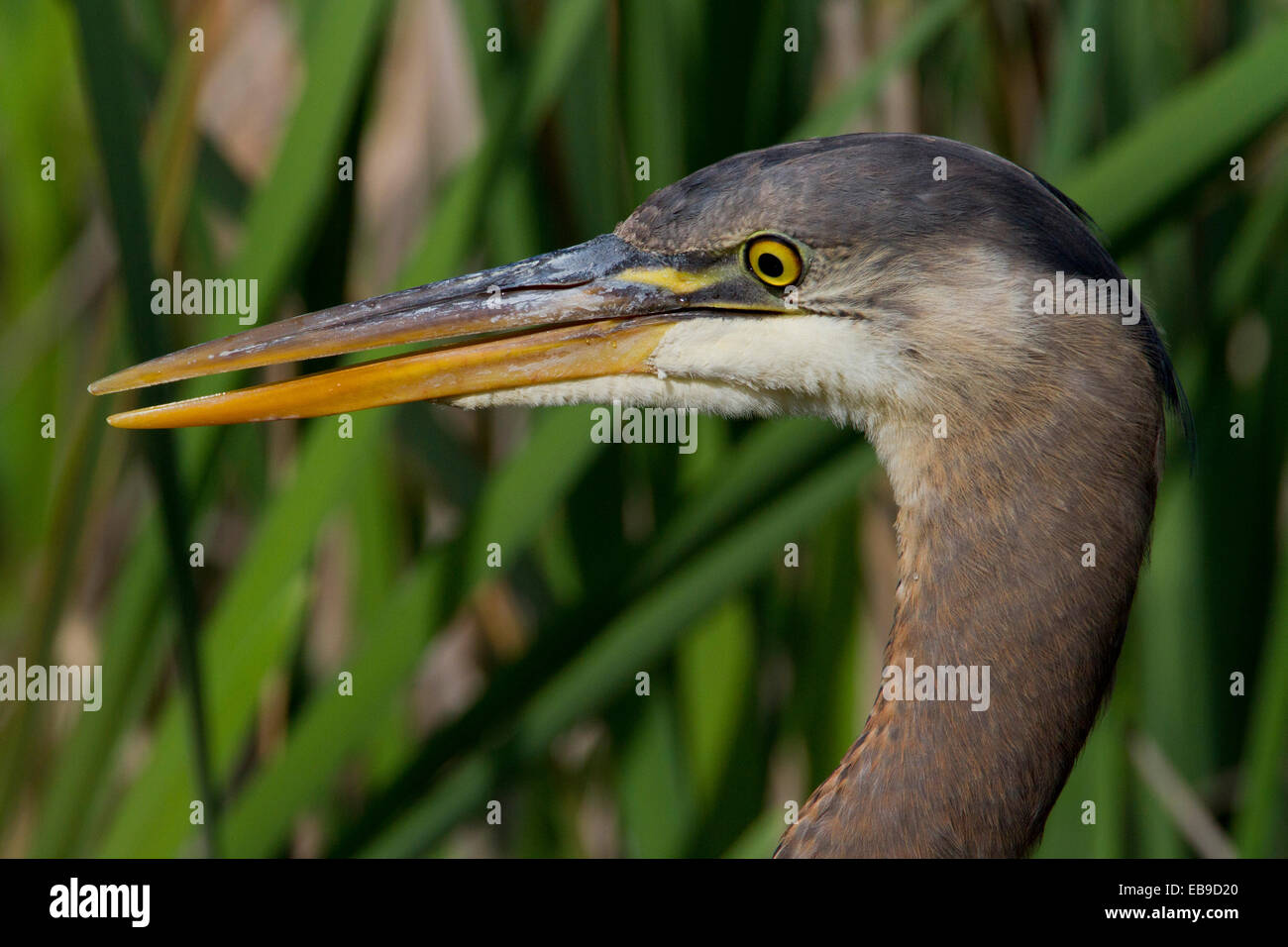 Grand Héron (Ardea herodias) close-up head shot à Buttertubs Marsh, Nanaimo, île de Vancouver, BC, Canada en mai Banque D'Images