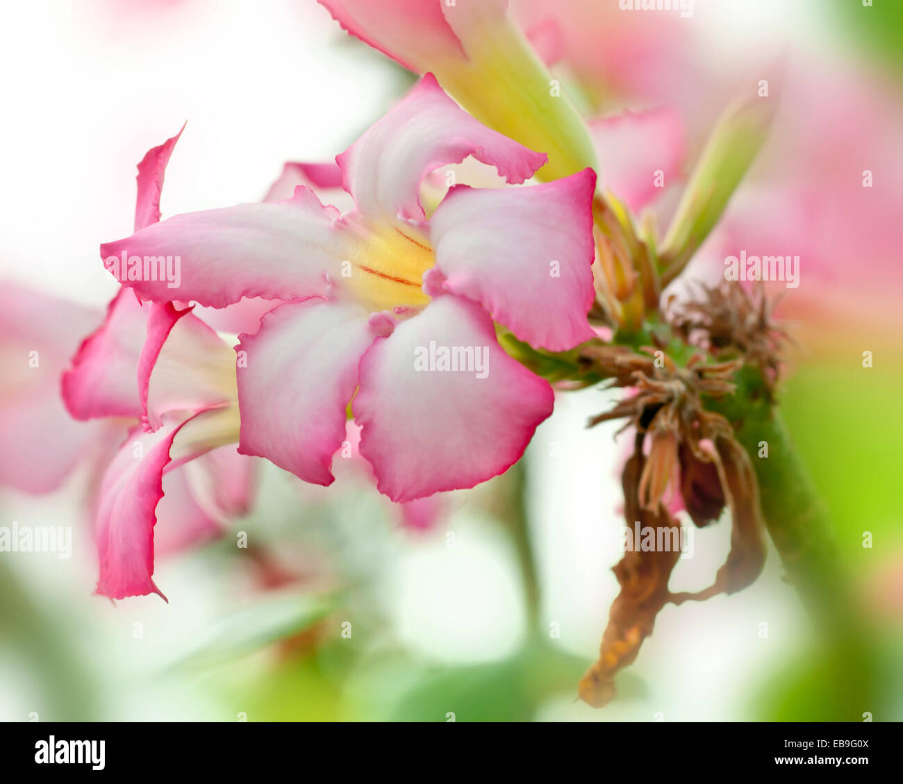 Fleurs d'Adenium obesum, le désert Rose, à partir de régions arides du Kenya et de la Tanzanie. Banque D'Images