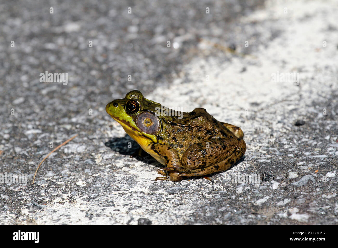 American bull frog assis sur la route.Lithobates catesbeianus Banque D'Images