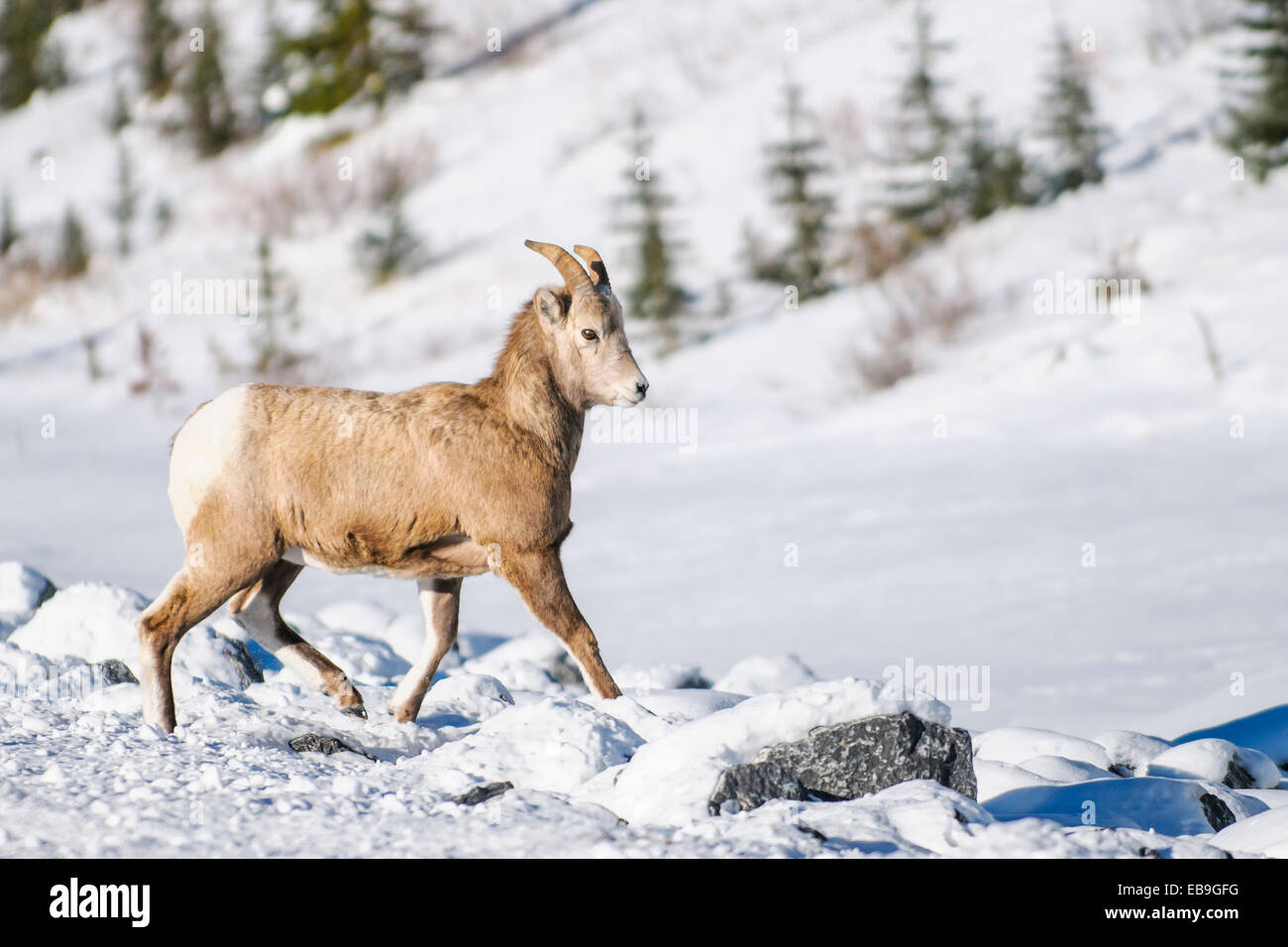 Jeune mouflon des montagnes en marche dans la neige Banque D'Images