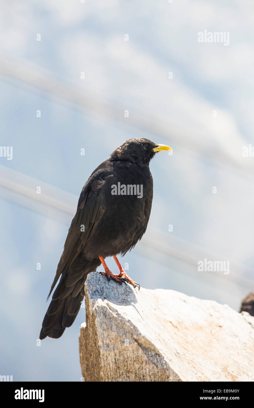 Pyrrhocorax graculus Alpine, Choughs, sur l'aiguille rouge, France. Banque D'Images