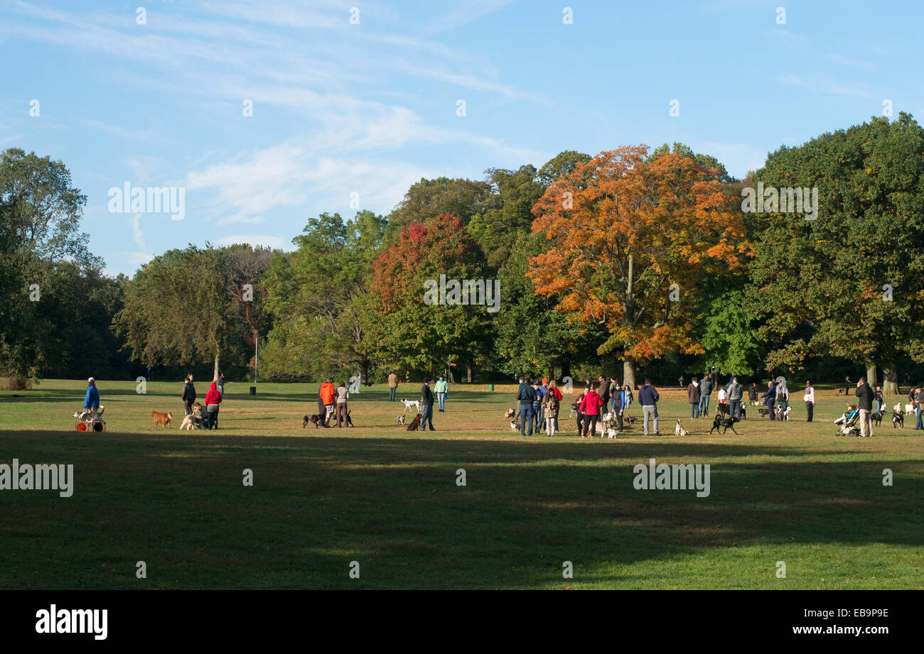 Les gens marcher les chiens dans Prospect Park, Brooklyn, New York, USA Banque D'Images