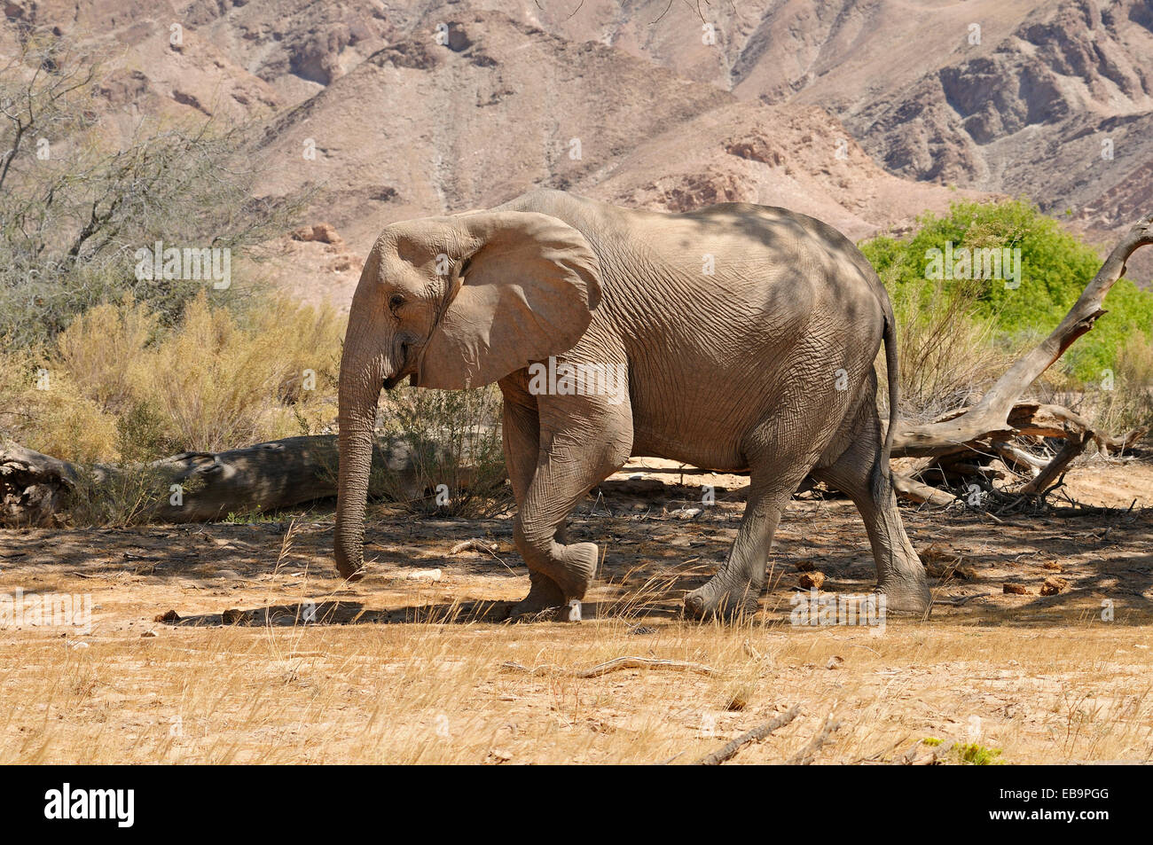 De rares désert de Namibie Elephant (Loxodonta africana), vache, rivière Hoanib, Kaokoland, Kaokoveld, Désert du Namib, province de Kunene Banque D'Images
