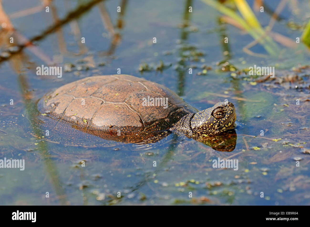 La tortue cistude (Emys orbicularis) dans l'eau, Macédoine Centrale, Grèce Banque D'Images