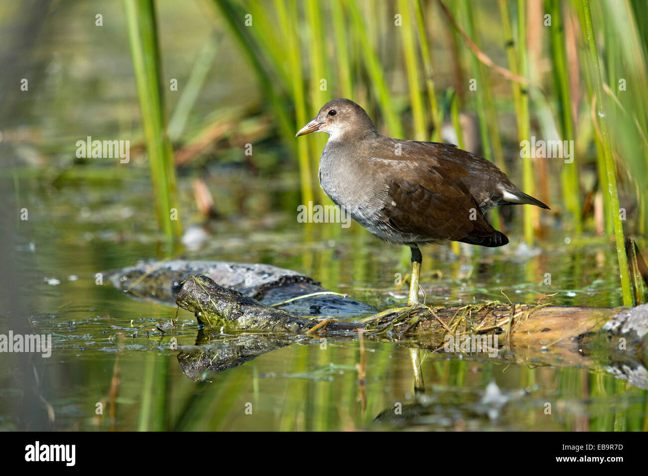 La Gallinule poule-d'eau (Gallinula chloropus), Tyrol, Autriche Banque D'Images