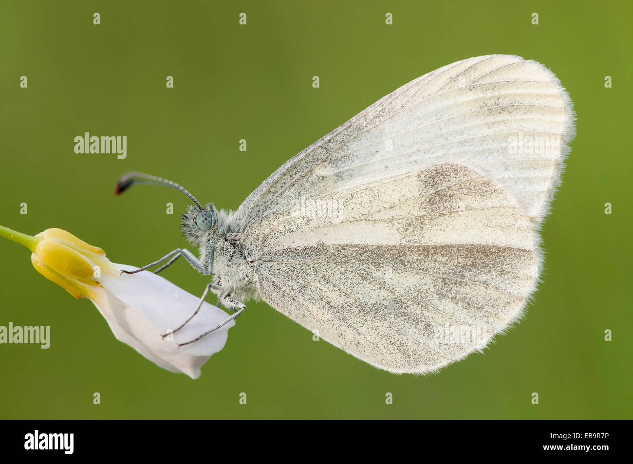 Papillon blanc en bois (Leptidea sinapis) Banque D'Images