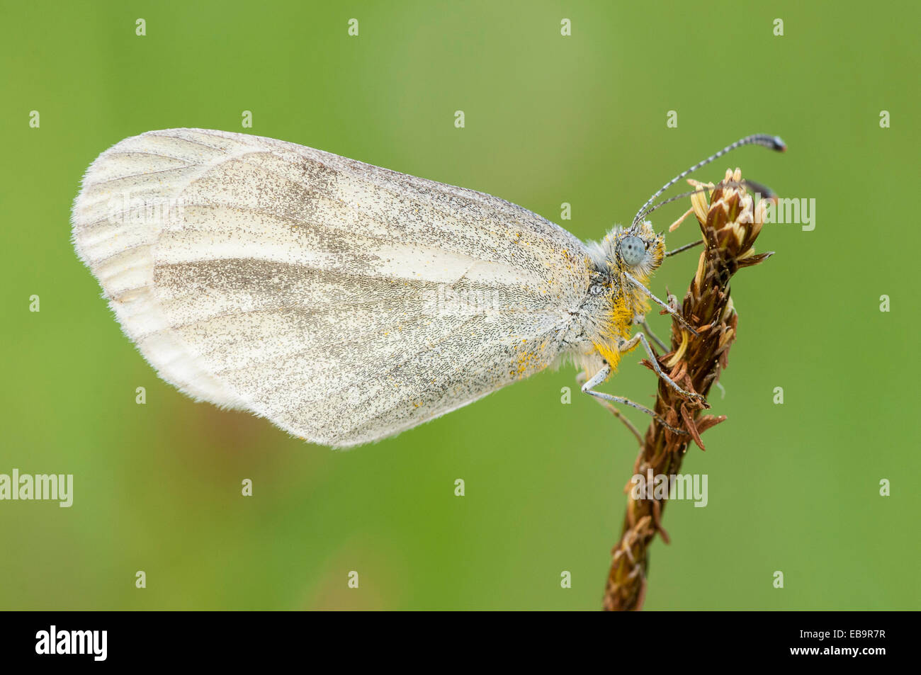 Papillon blanc en bois (Leptidea sinapis) Banque D'Images