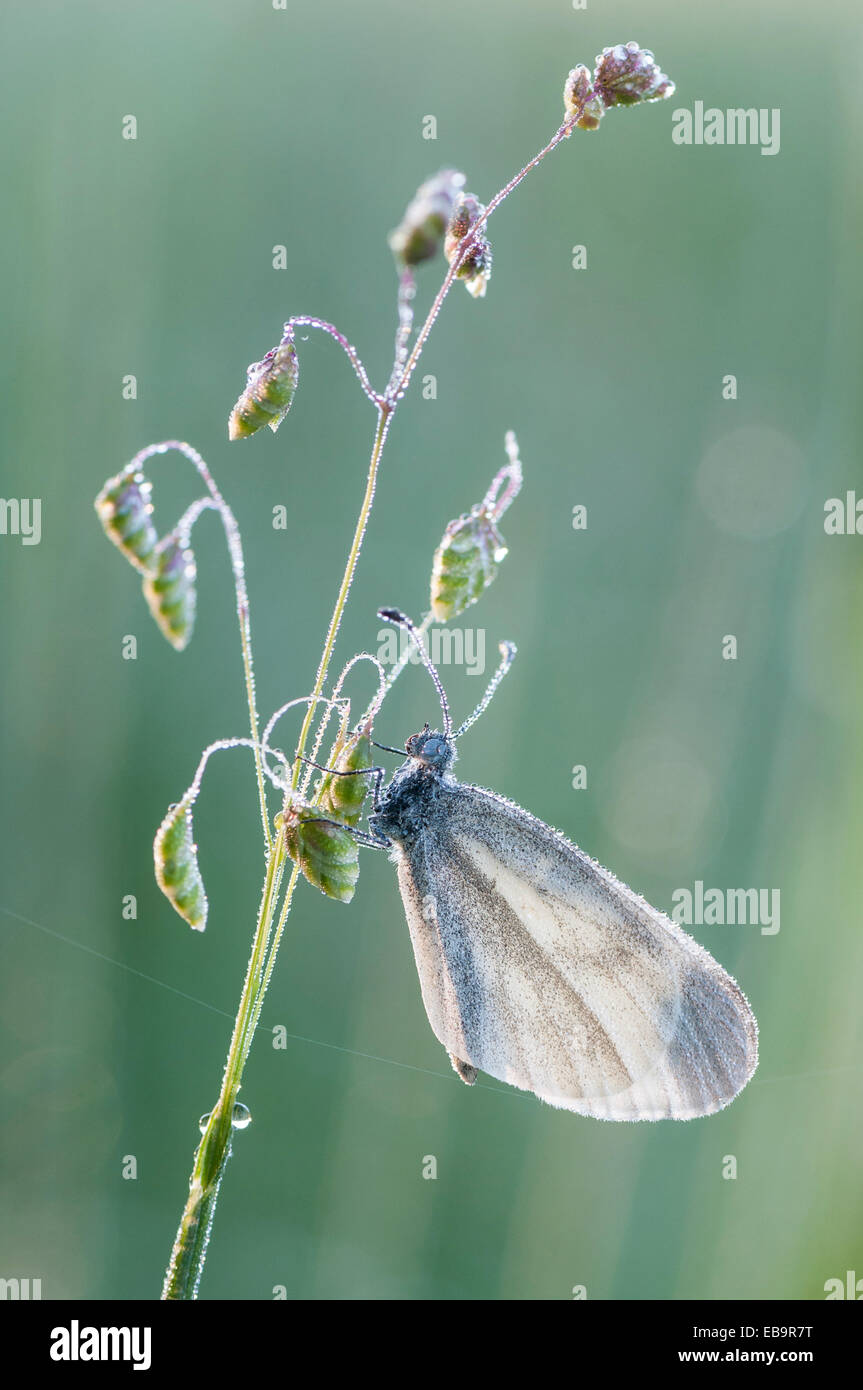 Papillon blanc en bois (Leptidea sinapis) Banque D'Images