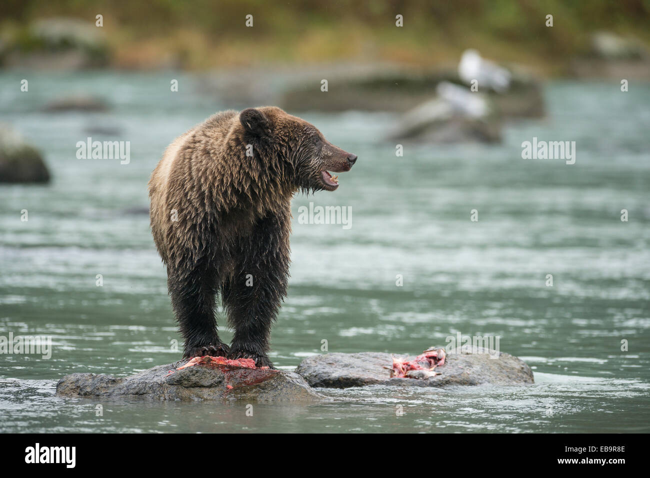 Ours brun (Ursus arctos) avec les restes de poissons, rivière Chilkoot, Haines, Alaska, United States Banque D'Images