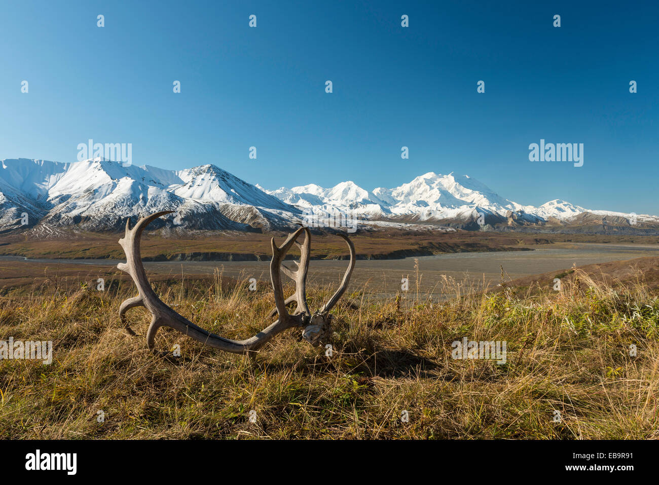 Bois de renne en face du Mont McKinley, Denali National Park, Alaska, United States Banque D'Images
