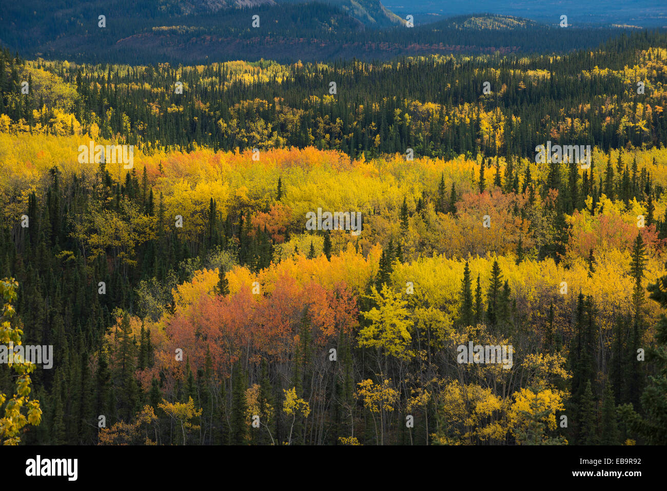 Paysage d'automne, le parc national Denali, Alaska, United States Banque D'Images