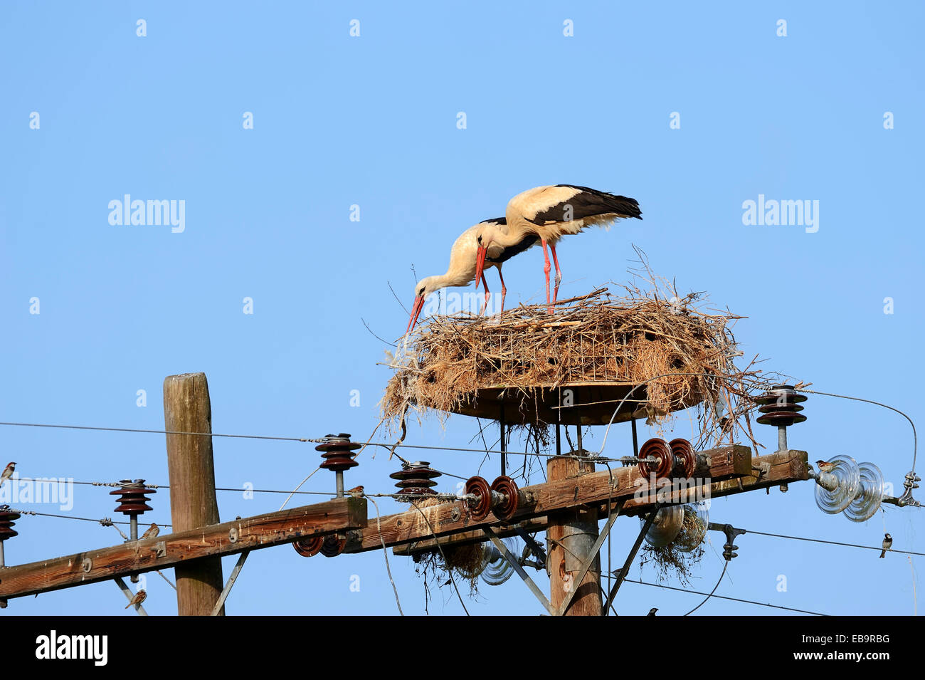 Cigognes blanches (Ciconia ciconia), couple dans leur nid sur colonne d'alimentation, Macédoine Centrale, Grèce Banque D'Images