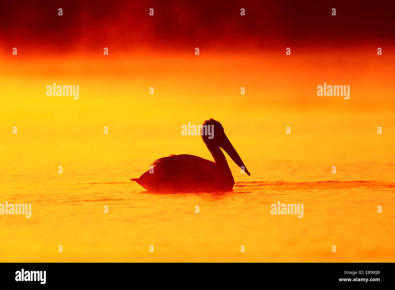 Pélican frisé (Pelecanus crispus), au lever du soleil, Macédoine Centrale, Grèce Banque D'Images