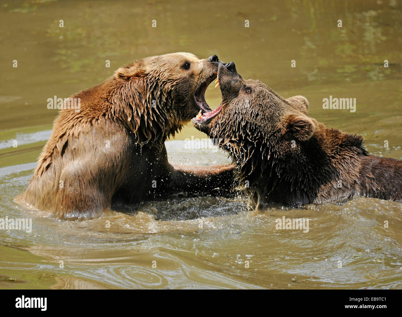 Deux comités d'ours brun (Ursus arctos) combats dans l'eau, Parc National de la Forêt bavaroise game reserve, Grafenau Banque D'Images