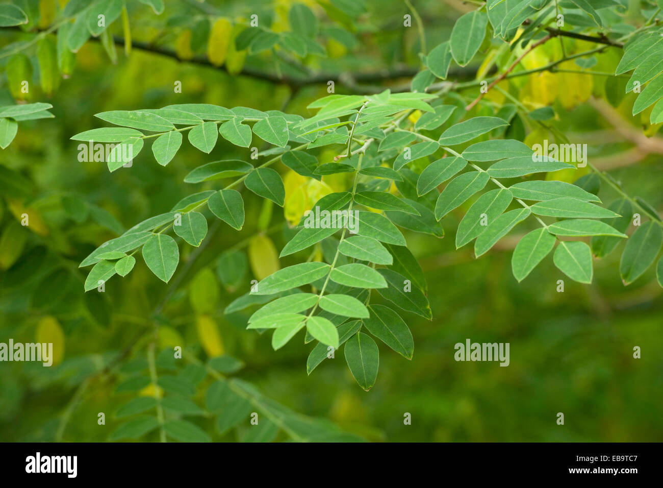 Arbre Pagode japonais ou chinois Scholar (Styphnolobium japonicum), les feuilles, les arbres du parc, originaire du Japon, de la Corée et de la Chine Banque D'Images