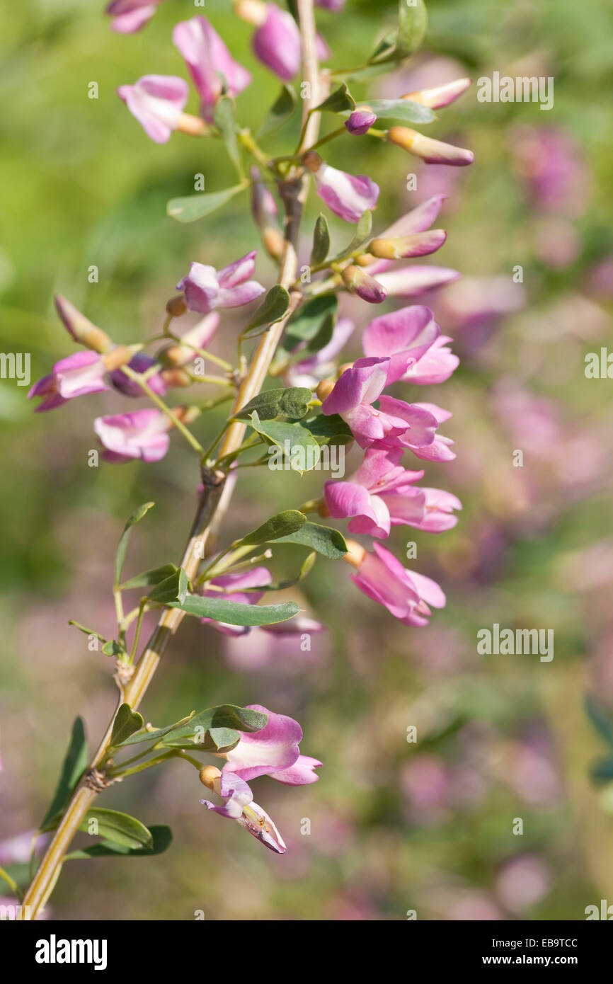 Le sel commun Arbre (Halimodendron halodendron), la floraison, originaire d'Asie, Saxe, Allemagne Banque D'Images