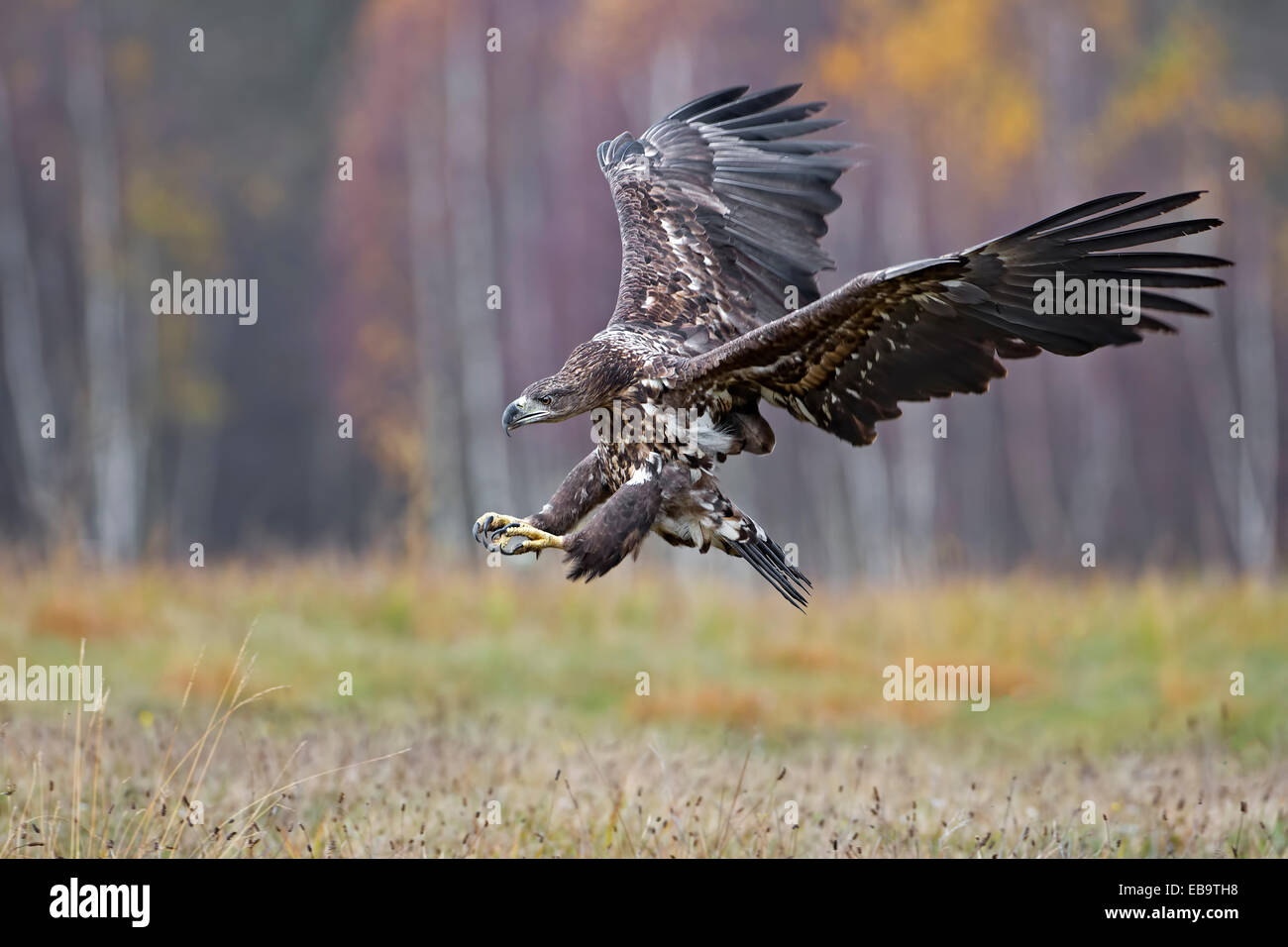 À queue blanche (Haliaeetus albicilla), jeune oiseau, approcher, Pologne Banque D'Images