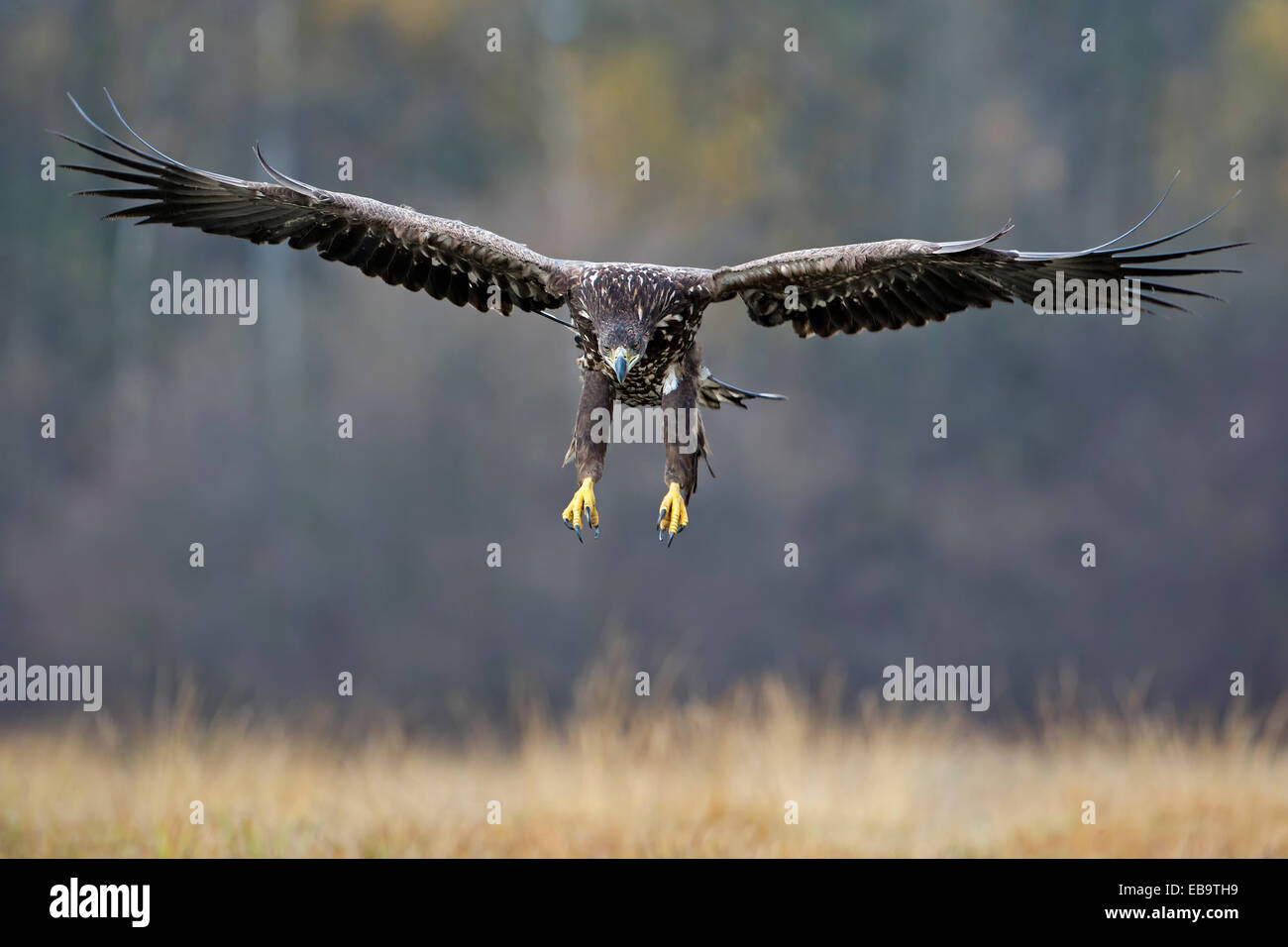 À queue blanche (Haliaeetus albicilla), jeune oiseau, approcher, Pologne Banque D'Images