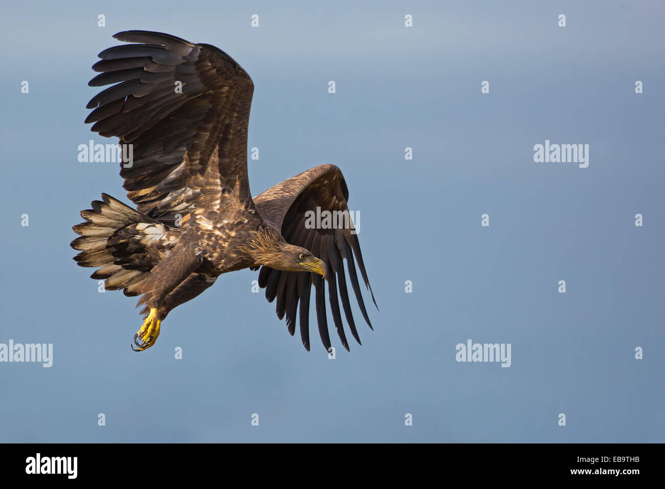 À queue blanche (Haliaeetus albicilla), juvénile, en vol, Pologne Banque D'Images