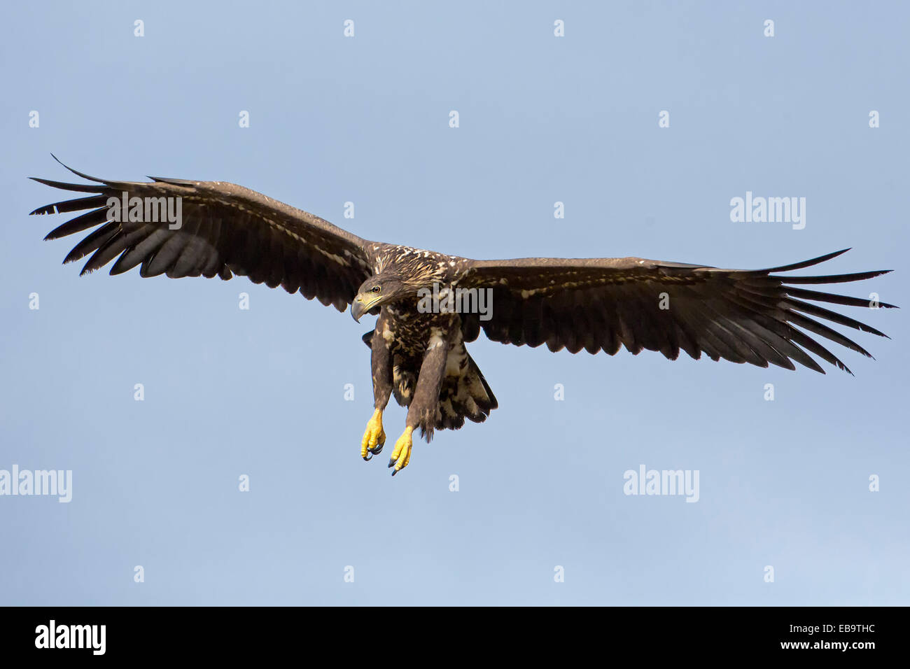 À queue blanche (Haliaeetus albicilla), juvénile, deltaplane, Pologne Banque D'Images