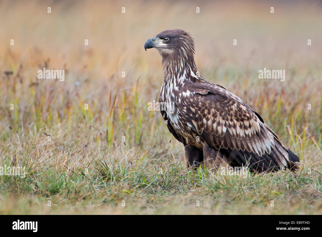 À queue blanche (Haliaeetus albicilla), juvénile, Pologne Banque D'Images
