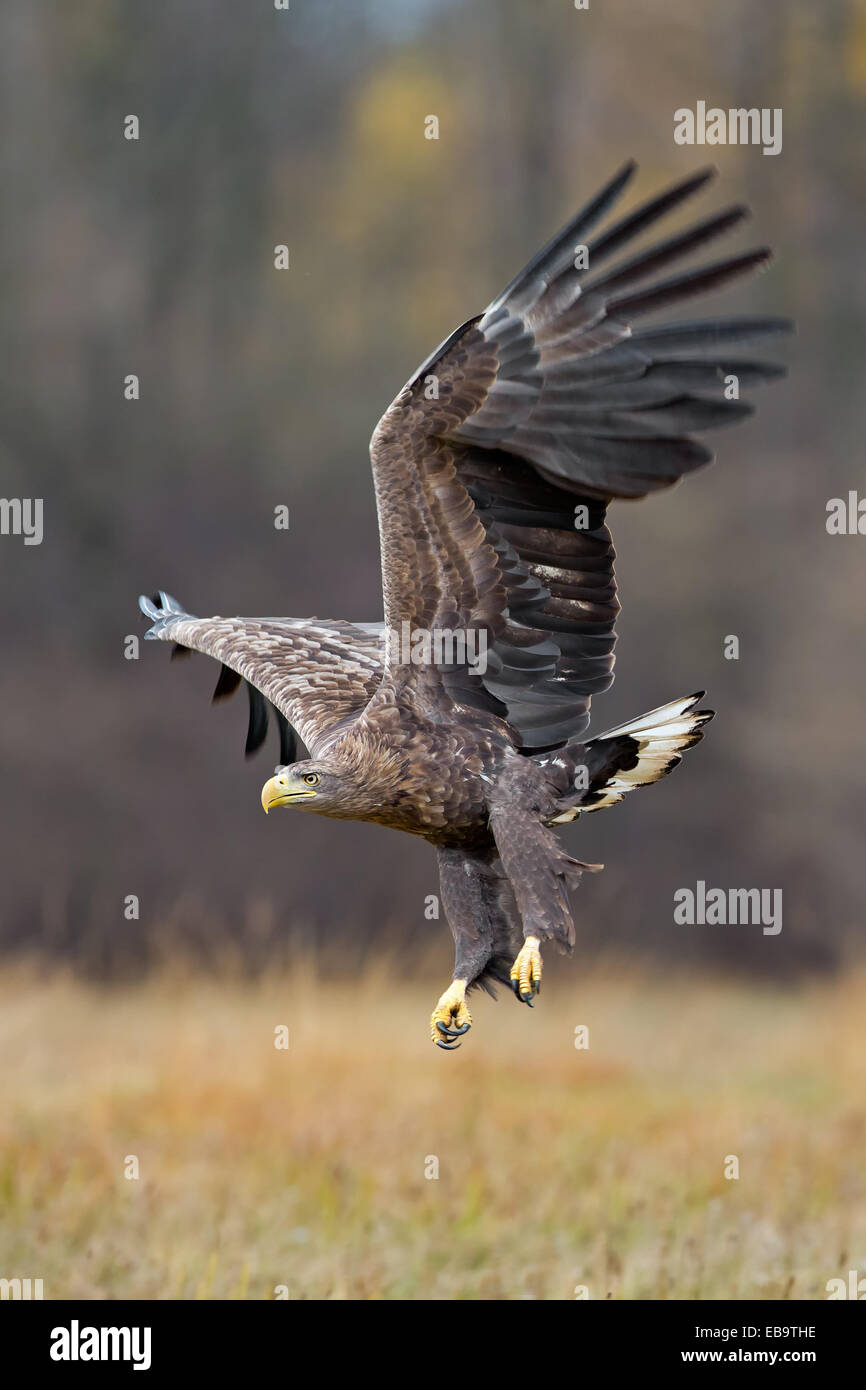 À queue blanche (Haliaeetus albicilla), adulte, s'approcher, Pologne Banque D'Images
