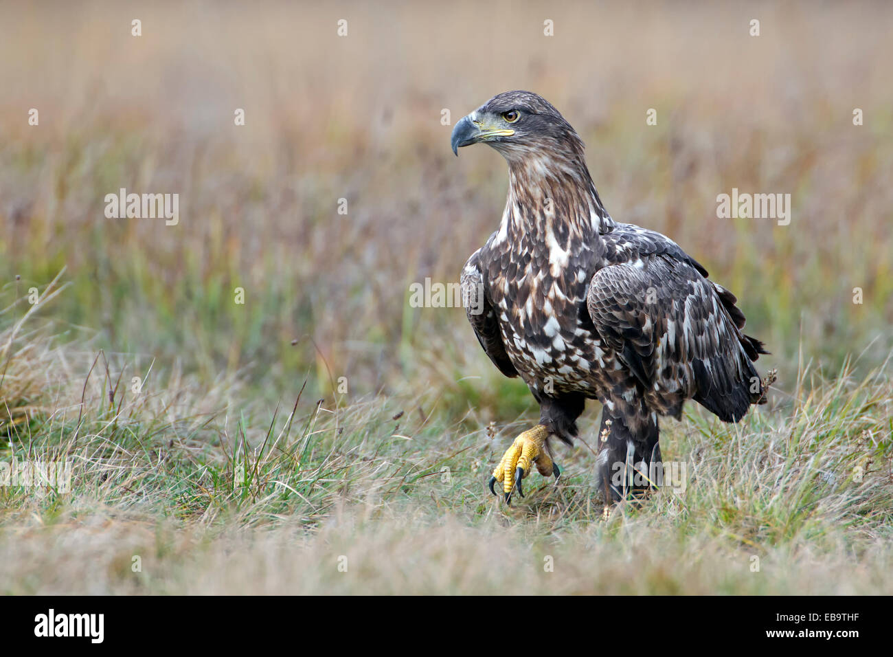 À queue blanche (Haliaeetus albicilla), jeune oiseau, nourriture, Pologne Banque D'Images