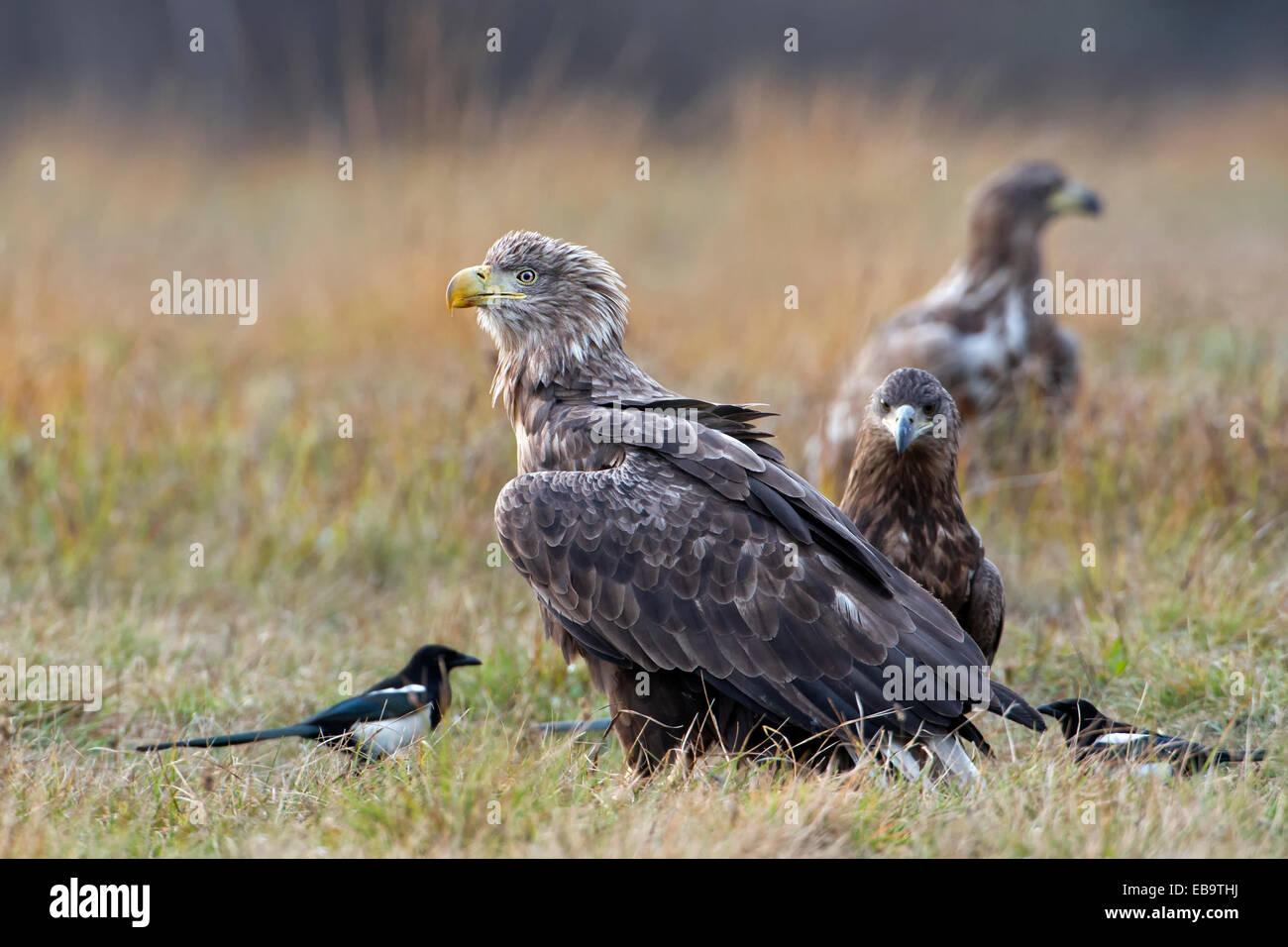 À queue blanche (Haliaeetus albicilla), les adultes et les jeunes oiseaux, les pies, nourriture, Pologne Banque D'Images